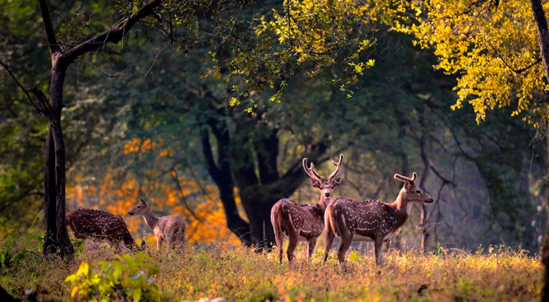 jim corbett park